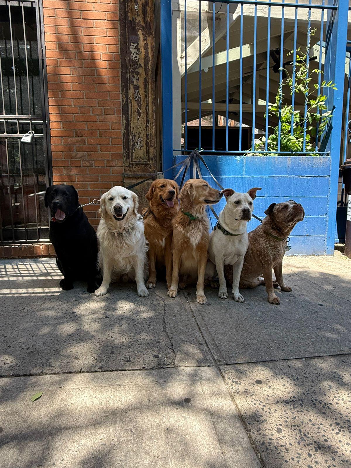 Fido Playhouse — PHOTO-2025-05-22-12-46-43 3